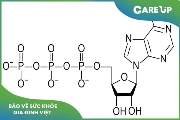 Giải mã ATP (Adenosin Triphosphat) là gì và vai trò của ATP