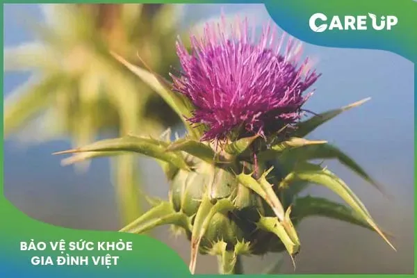 Thuốc bổ gan milk thistle: Tìm hiểu công dụng từ cây khế sữa