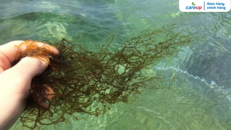 Fucoidan trong K1 Fucoidan: Nguồn gốc, hàm lượng và vai trò hỗ trợ sức khỏe Fucoidan tinh khiết cao trong K1 Fucoidan góp phần hỗ trợ hệ miễn dịch