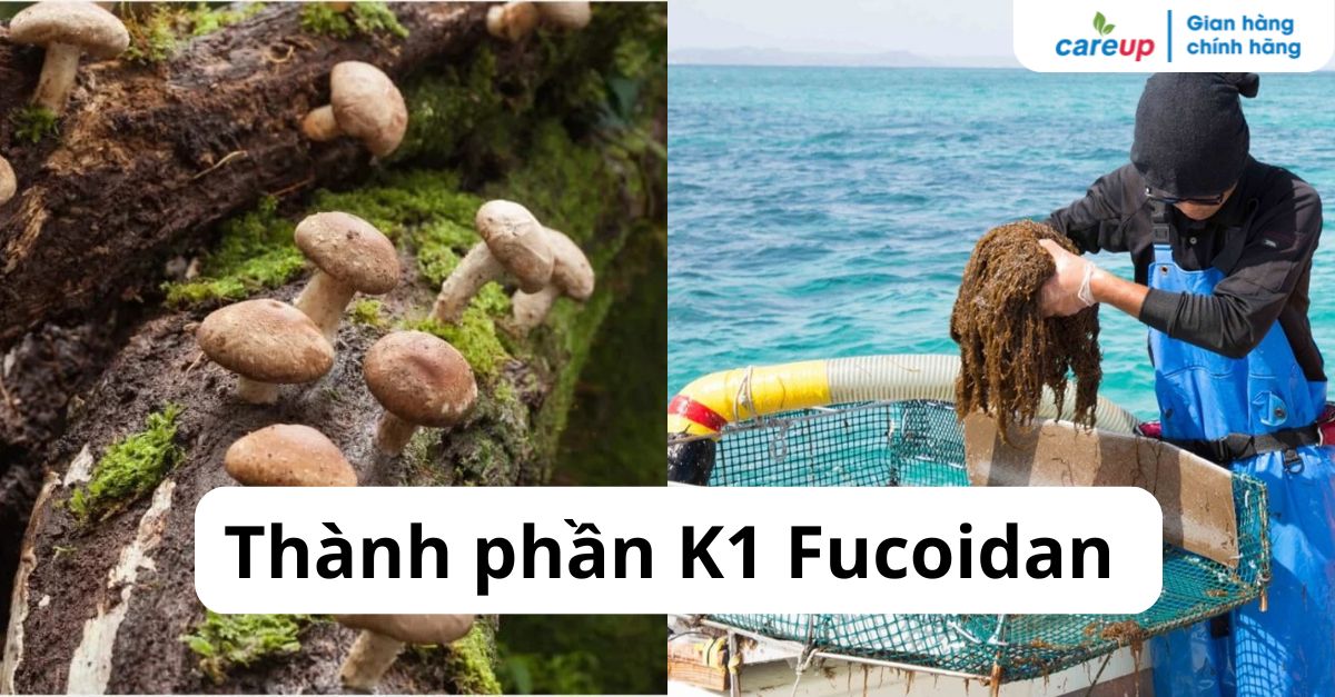 Hiểu đúng thành phần K1 Fucoidan: Cơ sở lựa chọn sản phẩm hỗ trợ an toàn