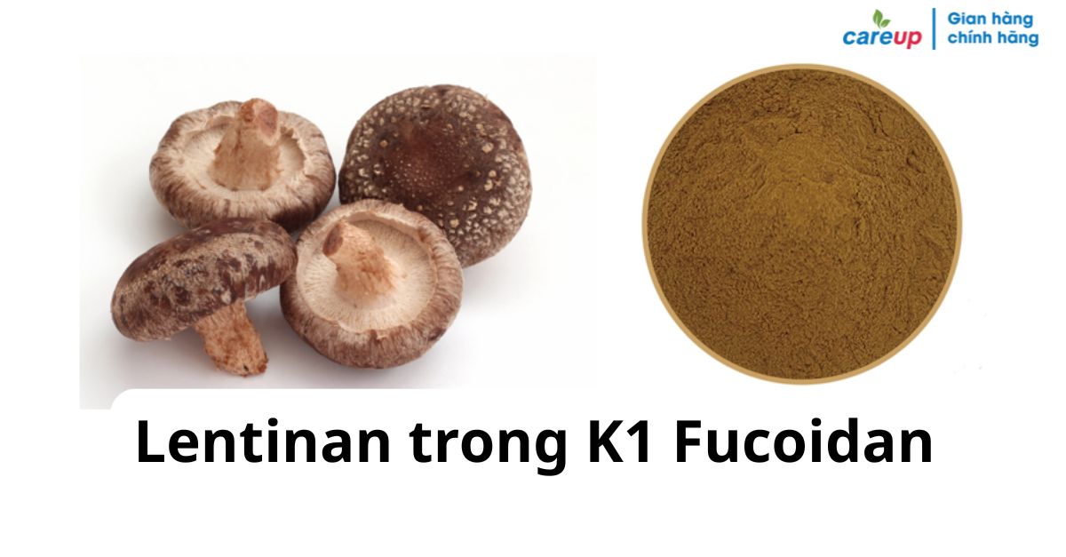 Lentinan trong K1 Fucoidan: Hỗ trợ nâng cao sức đề kháng và cải thiện chất lượng sống